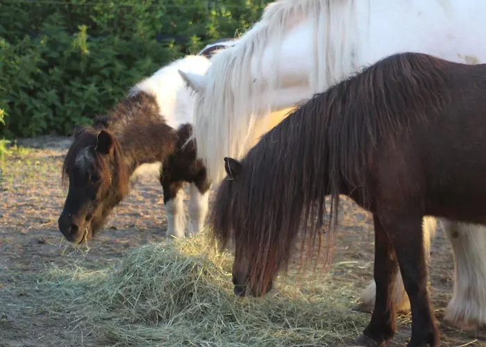 Apartamento Spiegelhaus Krummhörn